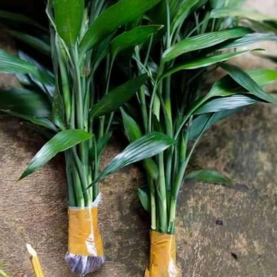 Bambu hoki/tanaman hias bambu hoki