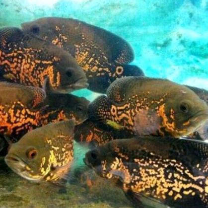oscar batik good marking sz 6-8 cm tankmate