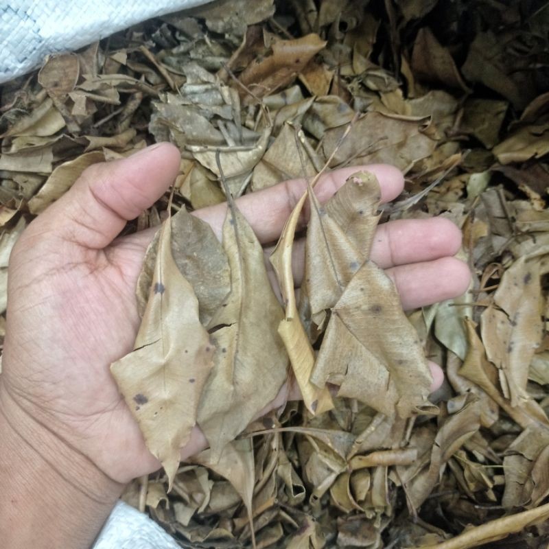 [ BIG SALE ] Daun Cengkeh Kering [ 100 Gram ] Herbal Rempah Alami Nusantara Pangandaran