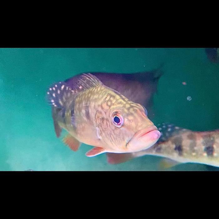 Ikan pbas brocopondo 7-8cm