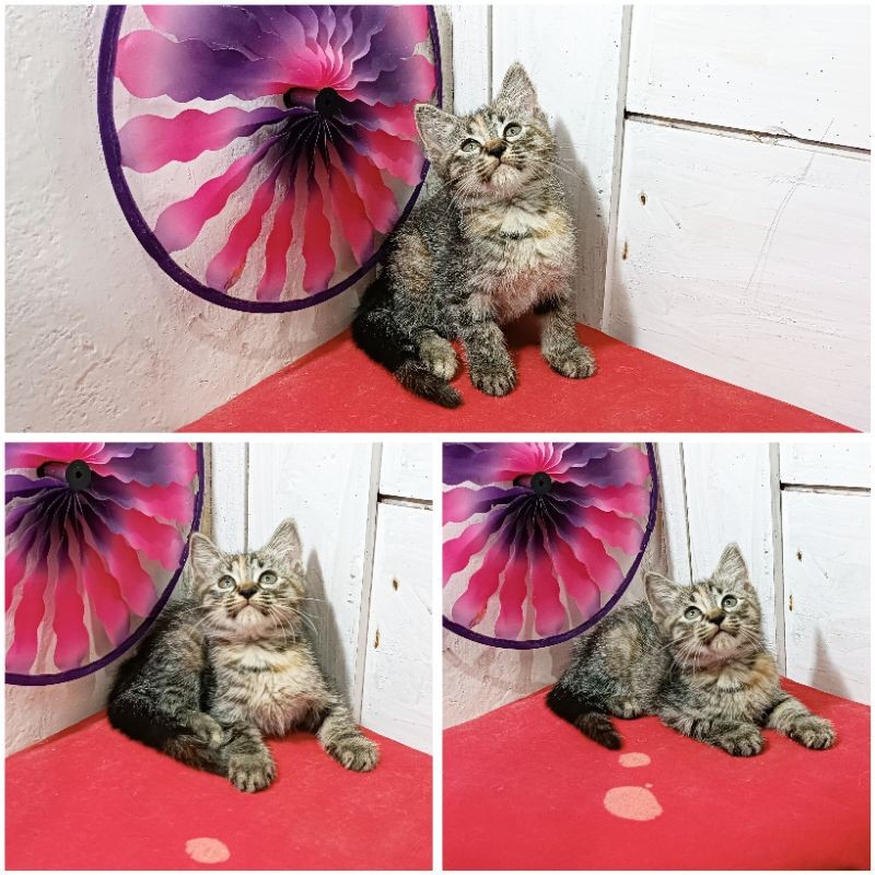 Kucing Persia British Tabby |Free Ongkirs & Keranjang