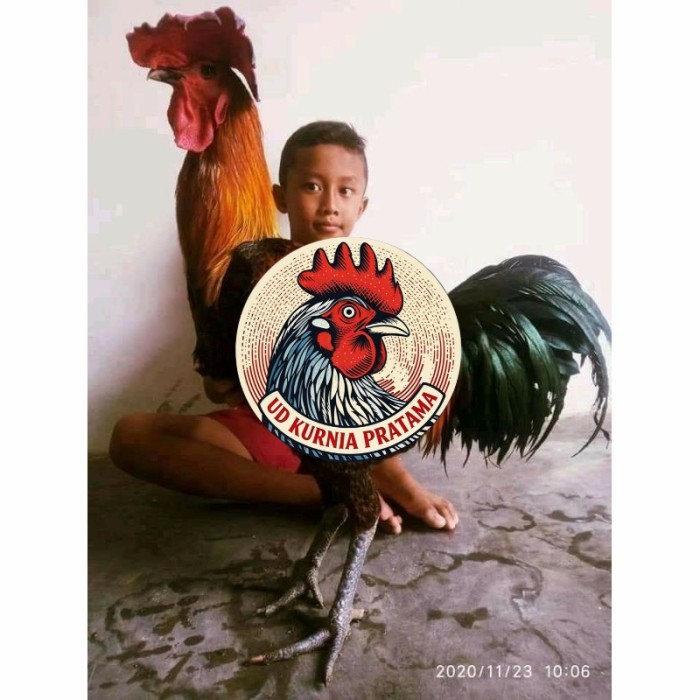 Telur ayam pelung aduan super jumbo fertil asli siap ditetaskan - ayam pelung UD KURNIA PRATAMA