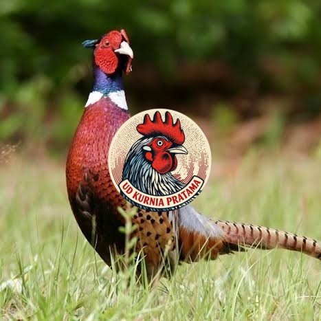Telur ayam ringneck pheasant green / telur ayam hias fertil siap tetas UD KURNIA PRATAMA