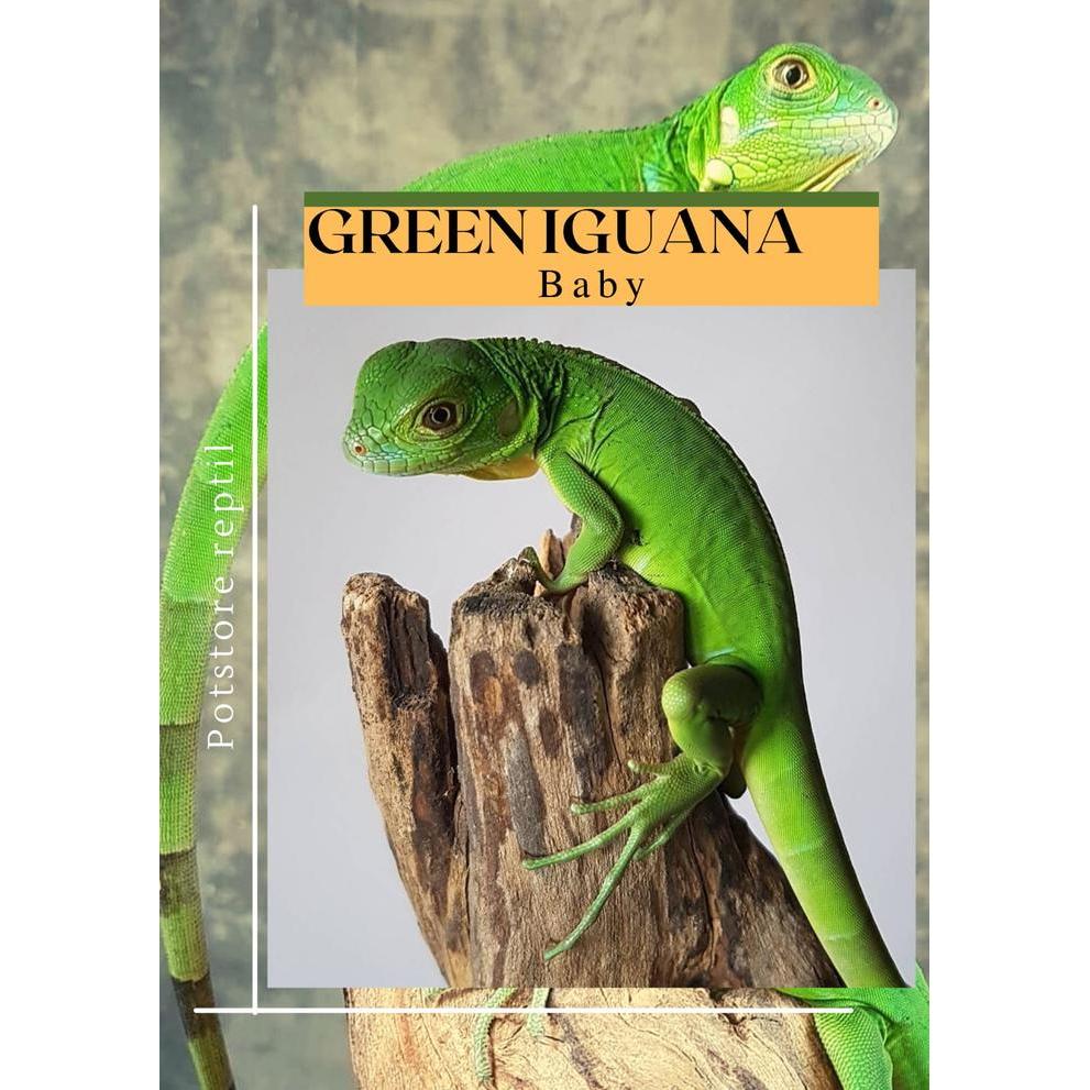Reptil - Baby green iguana columbia - 25-30cm, betina