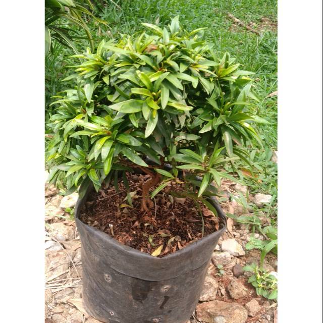 Tanaman hias pucuk merah mini / pucuk merah daun kecil