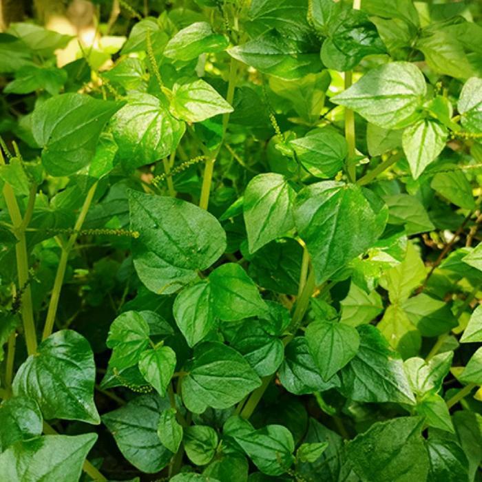 Sirih cina /ketumpang air /suruhan fresh berat 1 kg