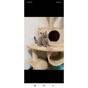 REKBER KUCING BRITISH SHORT HAIR BETINA