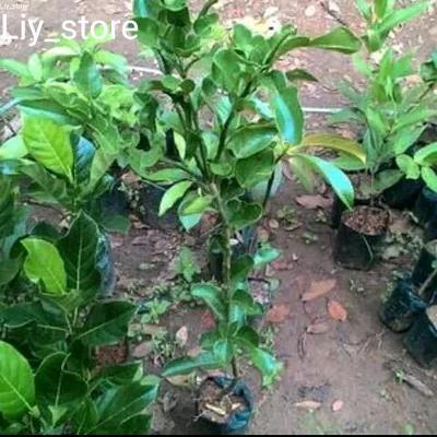 Bibit Pohon Jeruk Purut 1 meter - Jeruk purut daun bumbu tinggi 1 M