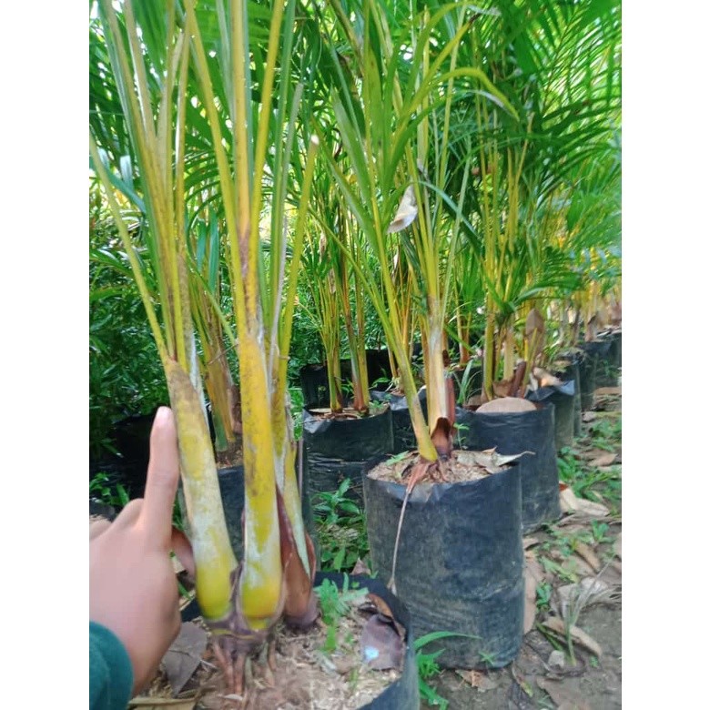 Palem Kuning 1Meter Bibit Unggul
