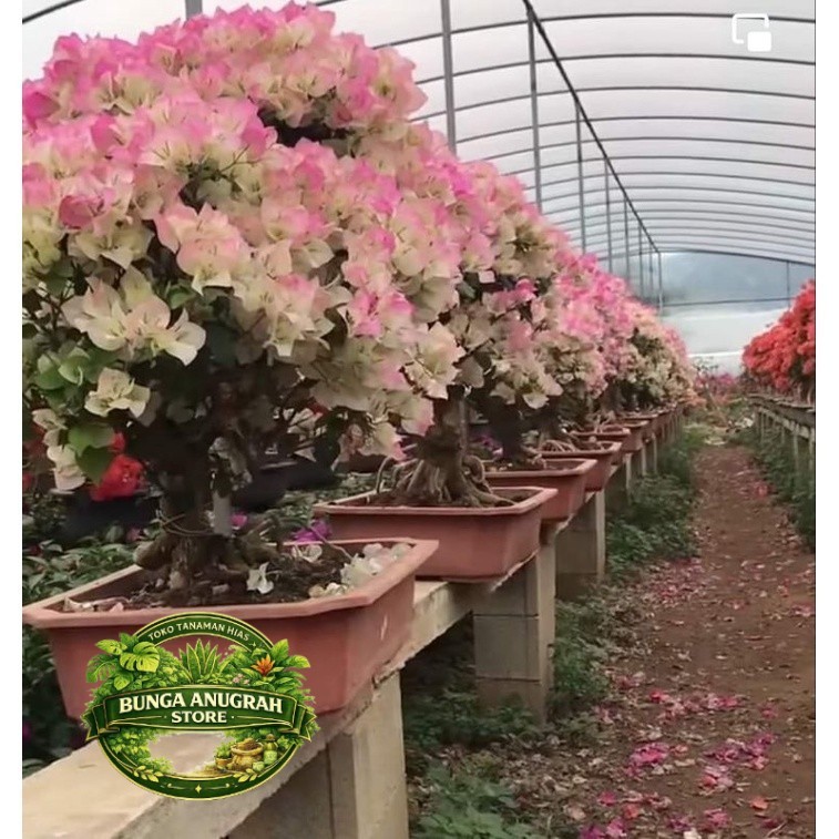 NEW Tanaman hias bunga Bougenville Bengawan Solo bibit ori