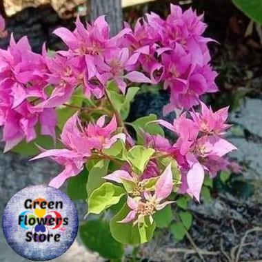 TANAMAN HIAS BOUGENVILLE HAWAI PINK