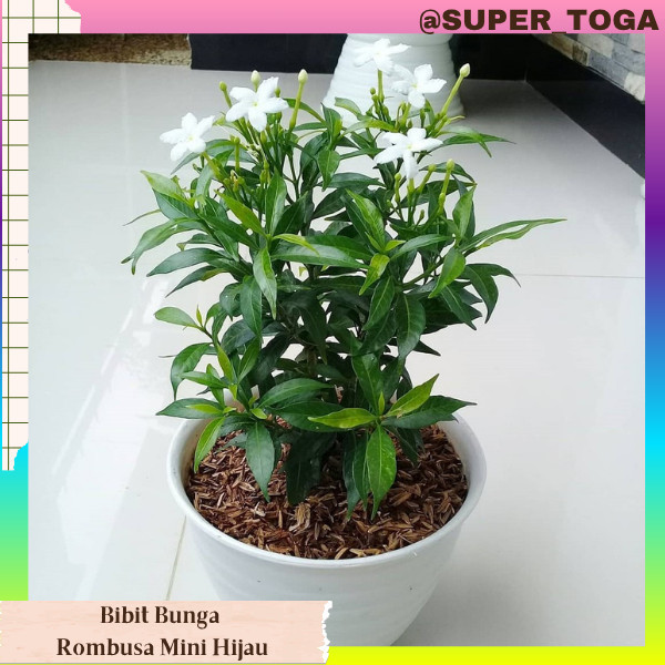 promo bibit bunga Rombusa Mini HIjau Bibit Rombusa Mini bibit Rombusa Hijau bunga Rombusa Hijau tana