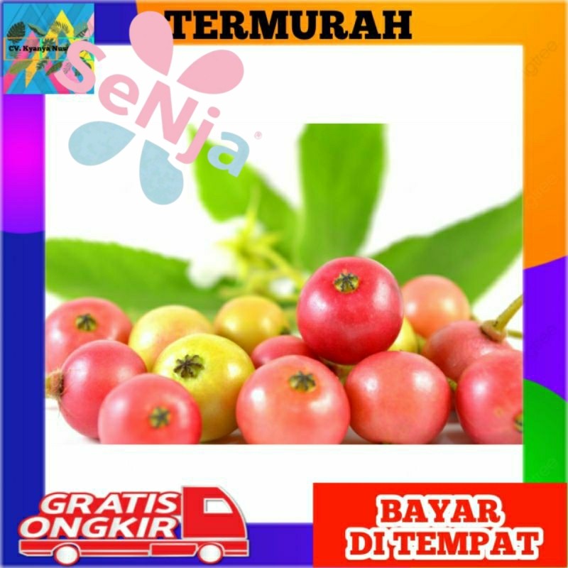 Buah Kersen/Ceri/Kersem/Kerukup Siam Fresh 10 biji