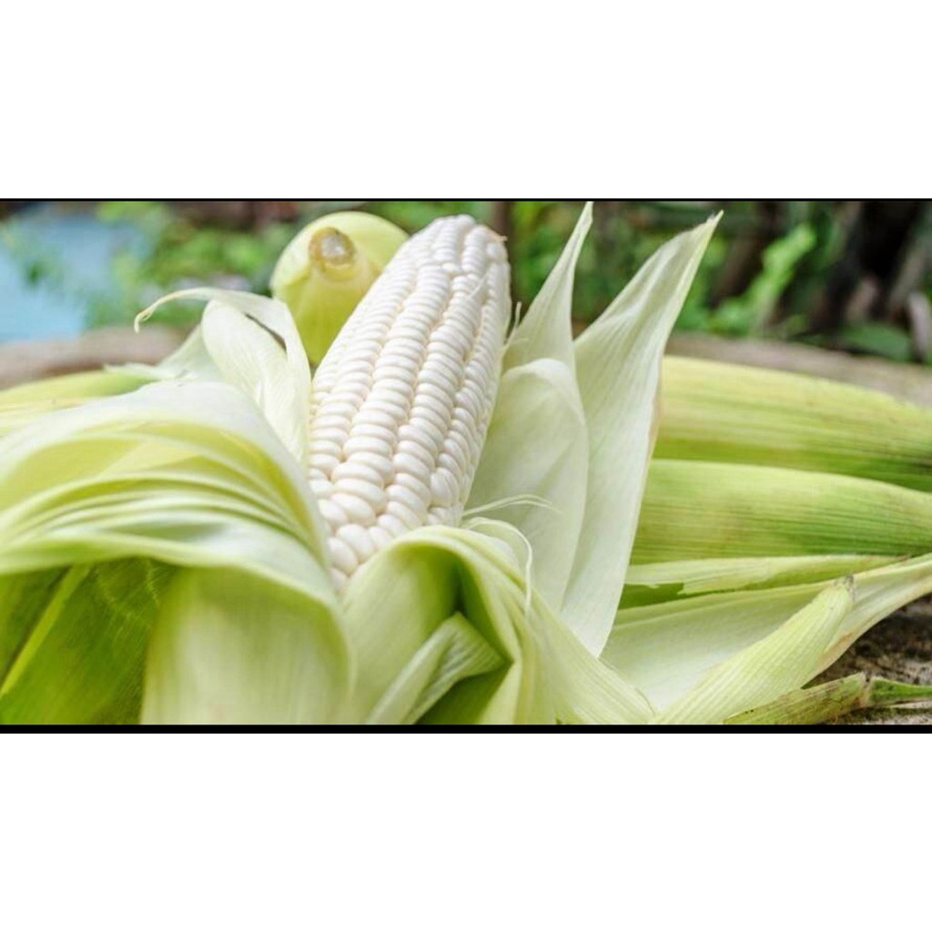 5 KG JAGUNG PUTIH PIPILAN FRESH untuk benih dan konsumsi