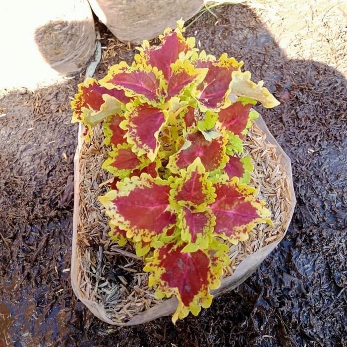 Miana Tanaman Hias Bunga Langka Pohon Coleus Merah Daun Miana Miyana - 6