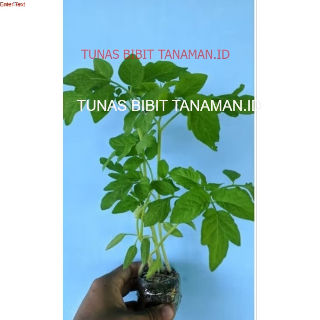 Bibit Tanaman Tomat Siap Tanam Buah Merah