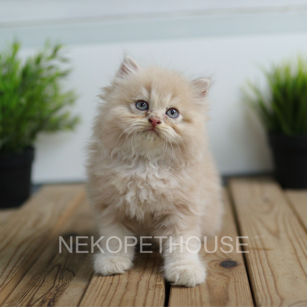 Kucing Persia Longhair Hidung pesek 2.5 bulan