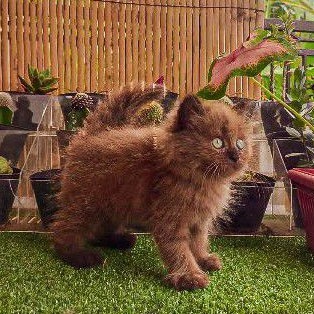 KUCING HIMALAYA COKLAT LANGKA