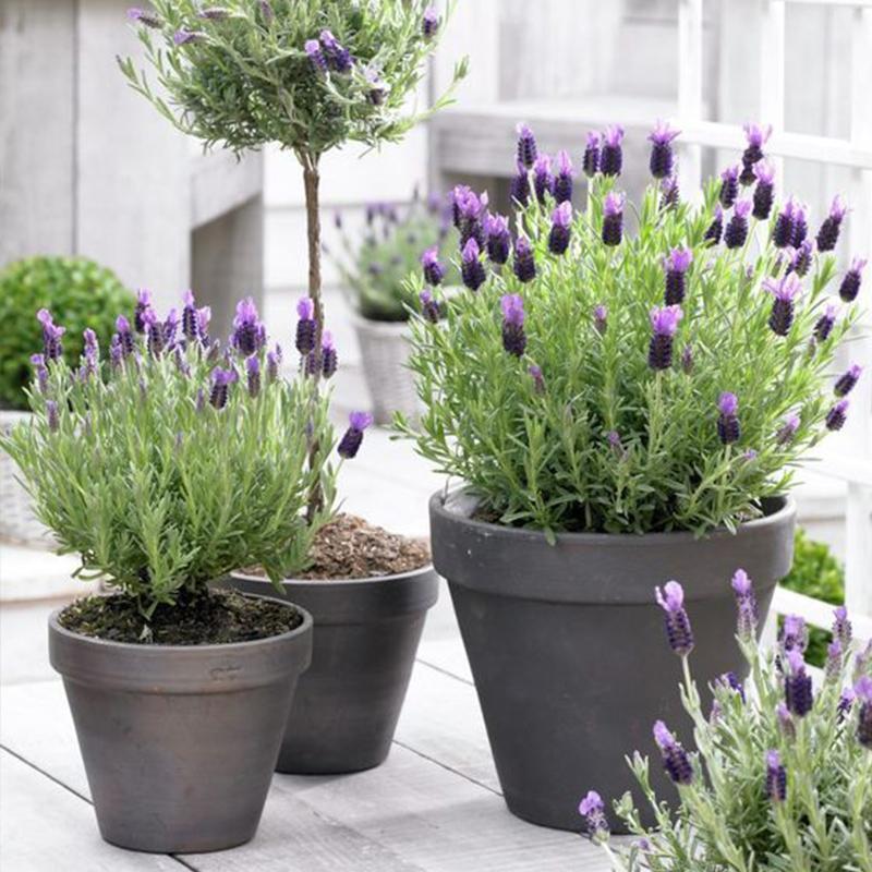 50 Seeds/pack Benih Bunga Lavender Flower Seeds for Planting Flower Plants Seeds Garden Bonsai Tree 