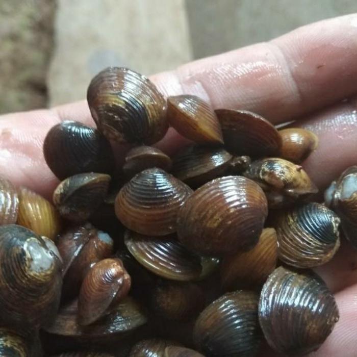 promo Remis haremis cece kerang air tawar 100 gram ready raedy stok