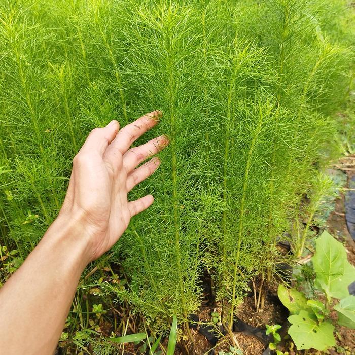 pohon cemara air - Tanaman cemara air