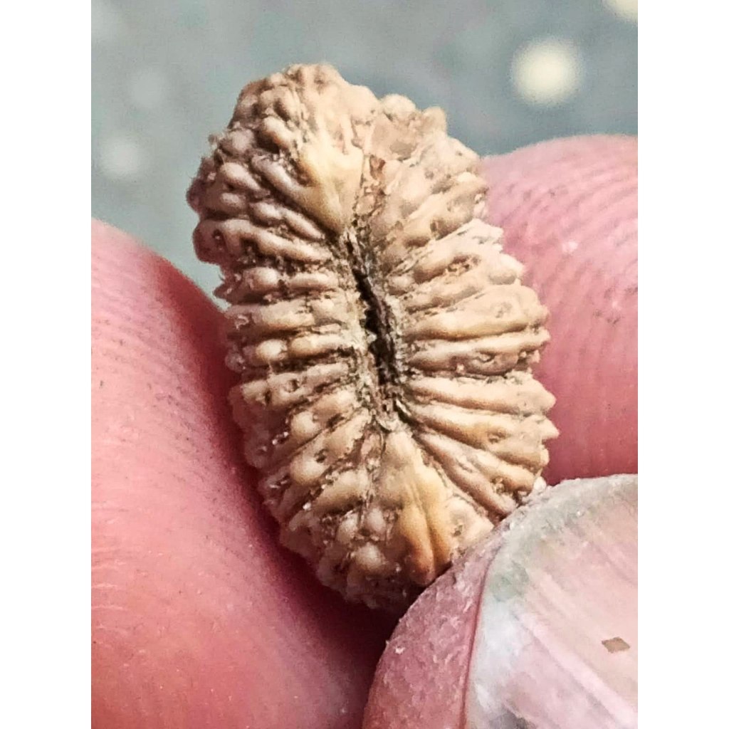 Rudraksha Mukhi 21 Garis 21 Jenitri