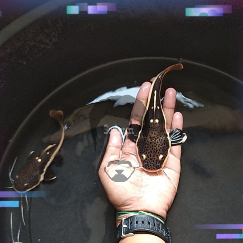 Hiasaan aquarium /ikan lele aquarium /rtc catfish 11-13 cm