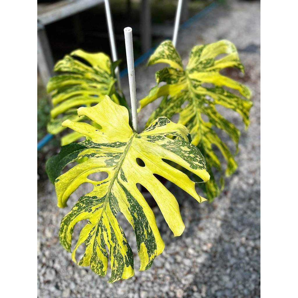 bonggol Monstera king varigata gold original
