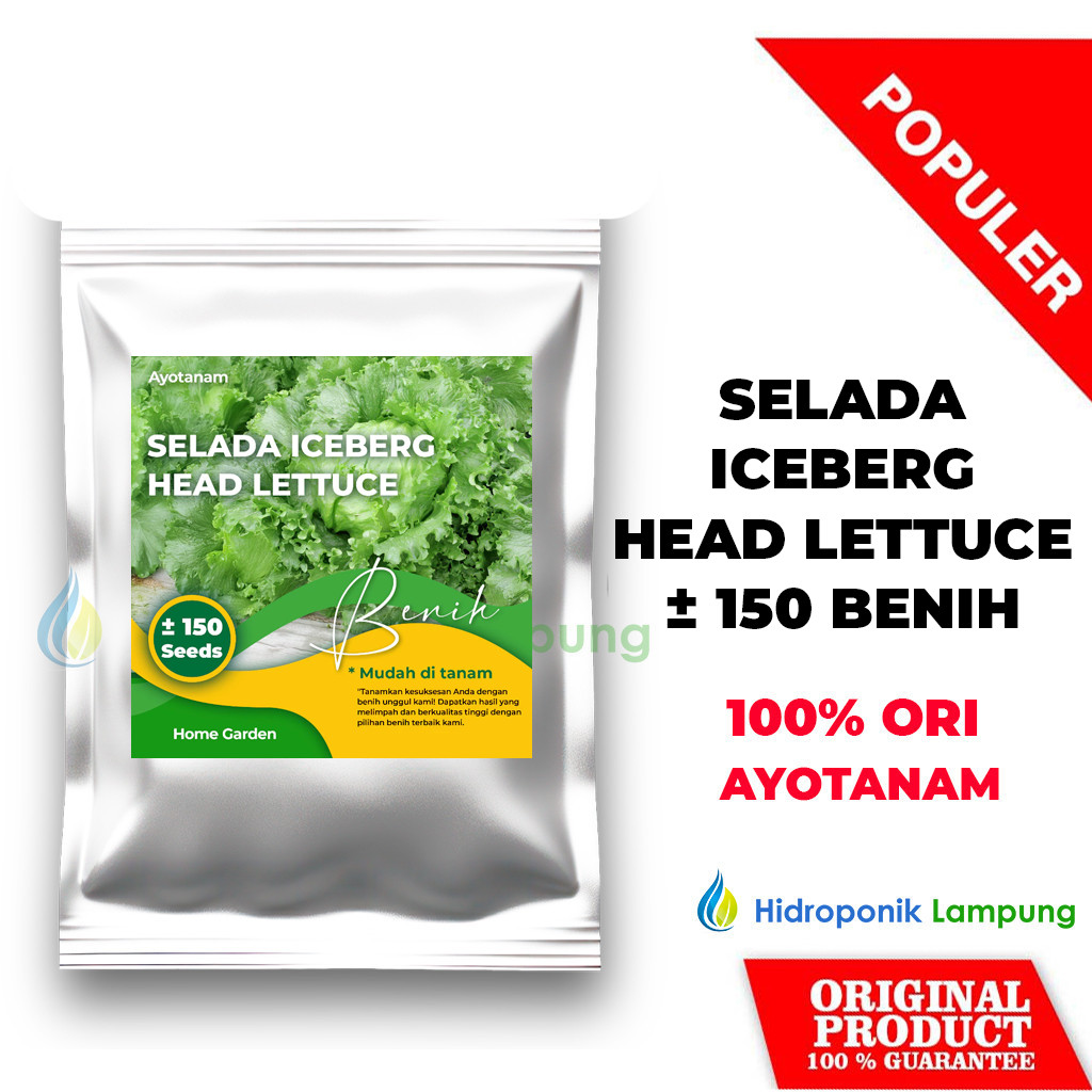 AYOTANAM Benih Selada Iceberg Head Lettuce ± 150 Benih