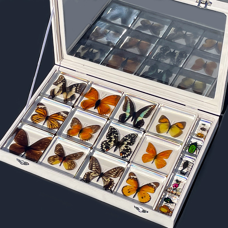 Butterfly Specimens Transparent Environmental Protection Resin, Sealed Small Ornaments for Teaching,