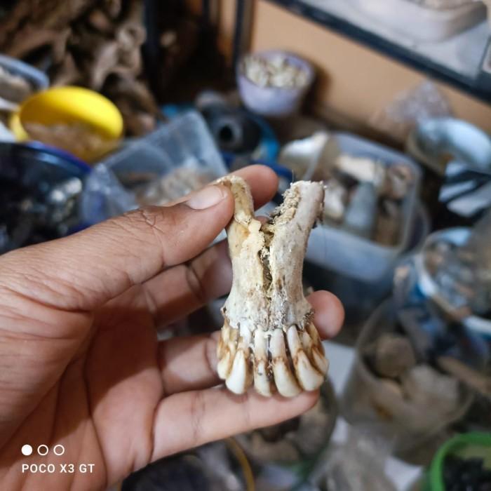 fosil gigi kukang ori koleksian langka KJM1122