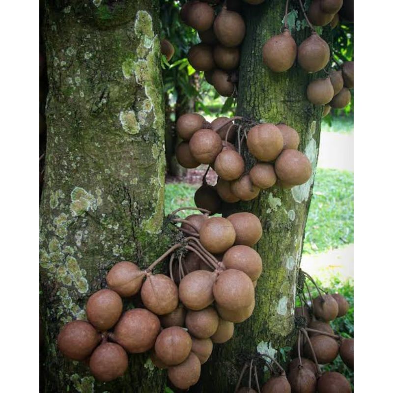 Buah Kepel Segar 1kg Dari Keraton Wangi Manis