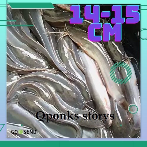 bibit lele ukuran 14-15 cm per ekor