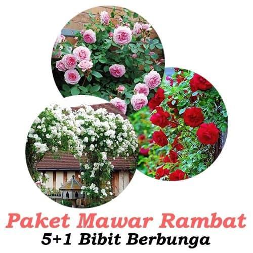 Paket Tanaman Bunga Bibit Mawar Rambat 5 BONUS 1
