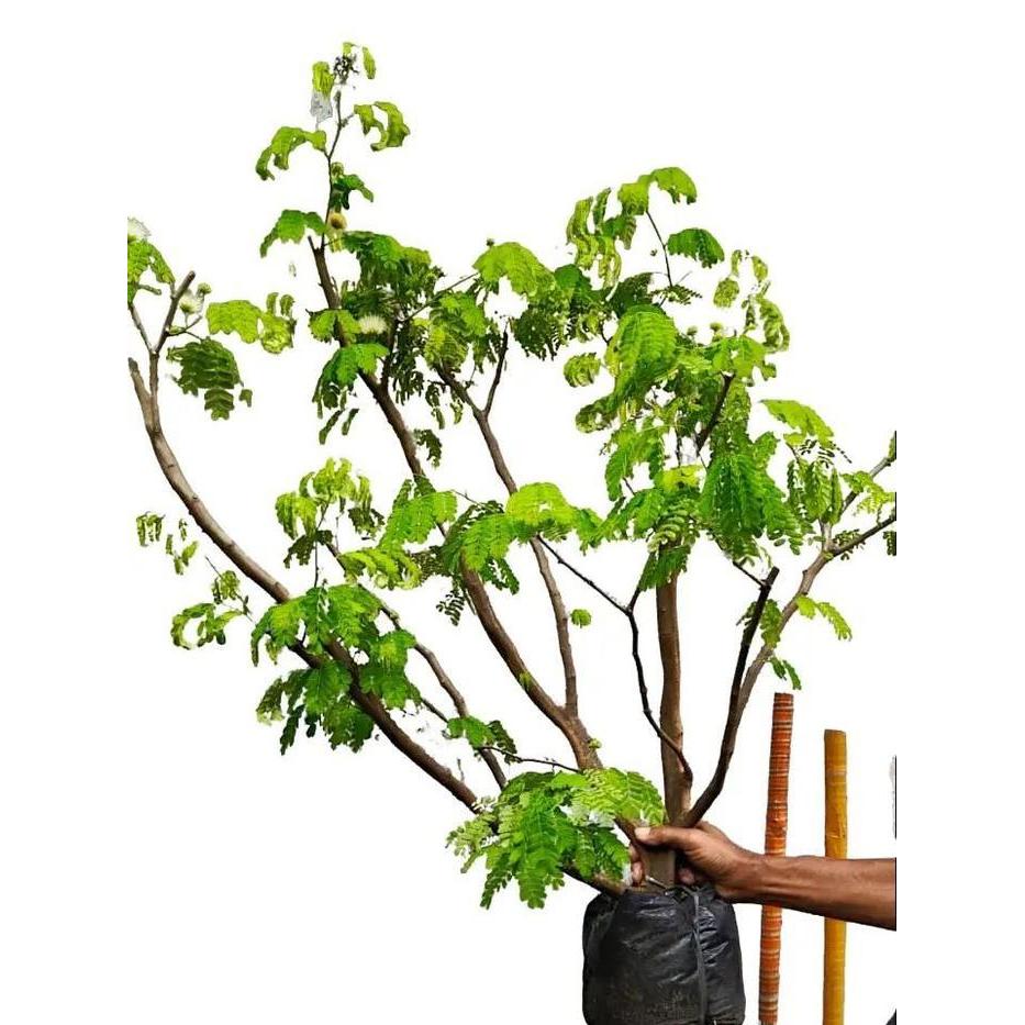 Bonsai Brazilian Rain Tree Hasil Cangkok, Batang Bertekstur "Blimbing" Unik