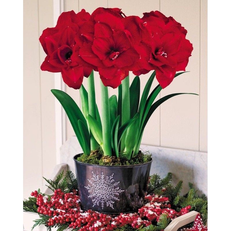 Tanaman hias pohon bakung Amarilis amarliys bunga bakung merah/bakung amarilis bunga merah