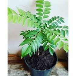 promo bibit kare bibit salam koja daun kare daun kari tanaman obat tanaman herbal bibit kari