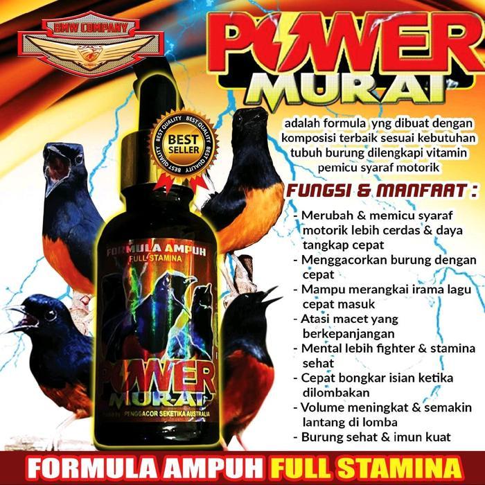 power murai juara suplemen burung muray gacor tanpa jeda - -