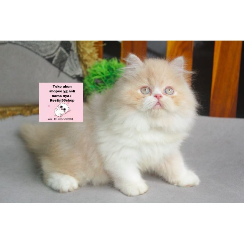 bola bulu mainan anak kucing kitten persia