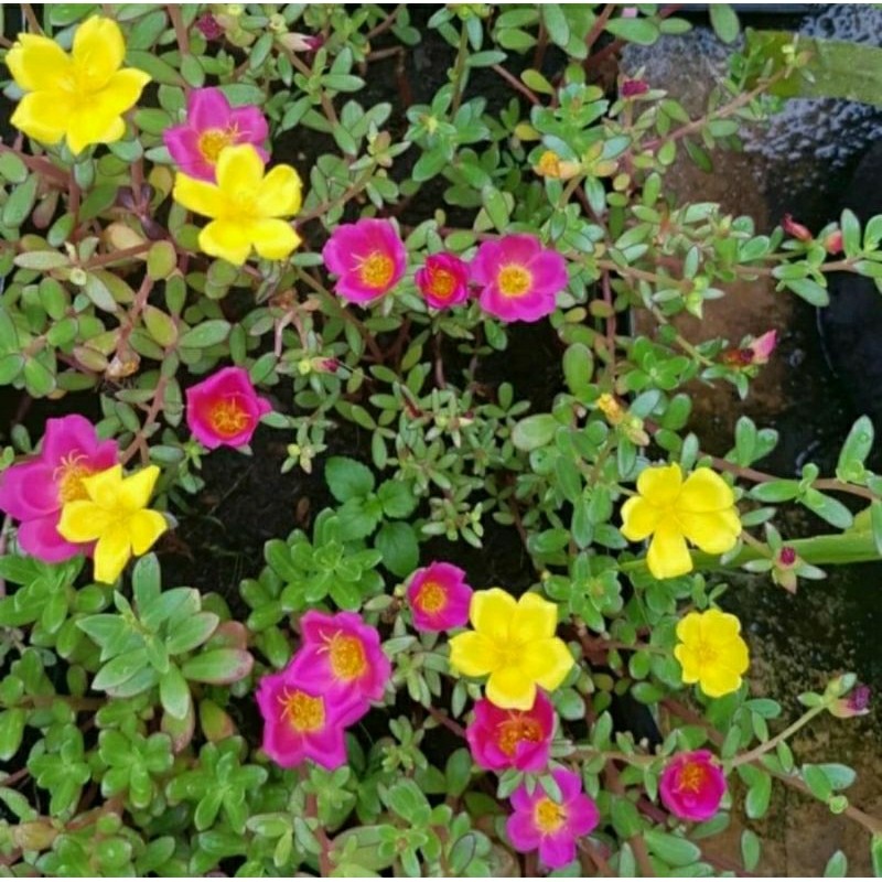 Tanaman Bunga Krokot Warna-Warni Eksotik