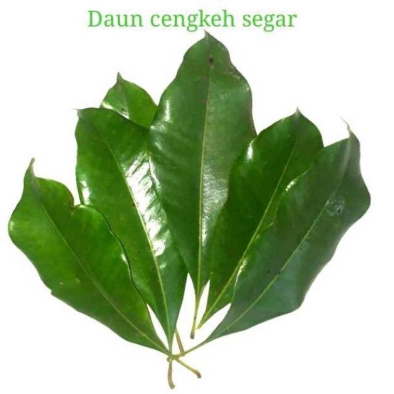 Daun cengkeh segar 1 kg / Daun cengkeh frees