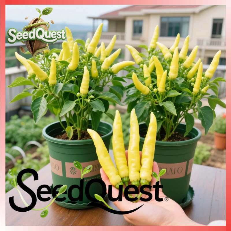 100% Legit 50pcs Fresh Yellow Super Hot Chili benih Heirloom Siling Labuyo Seeds F1 Taiwan Chili See