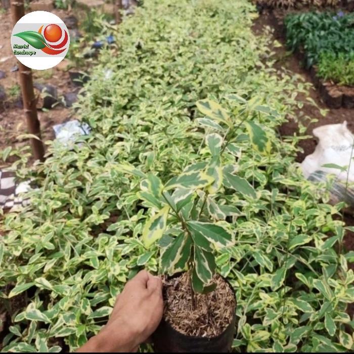 Tanaman hias Lee Kwan Yew varigata