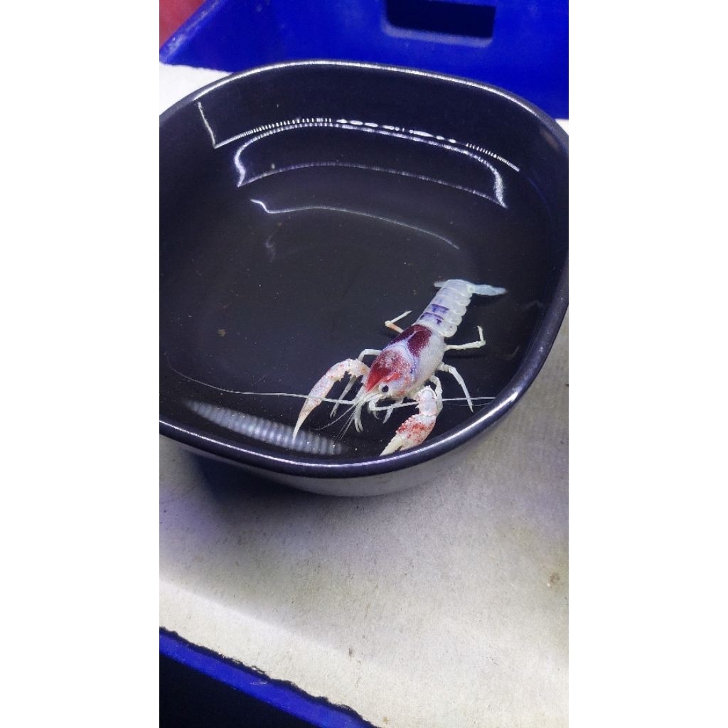 bes seller KHUSUS GRAB INSTAN  // red ghost // ghost blue // brown ghost // lobster hias air tawar. 