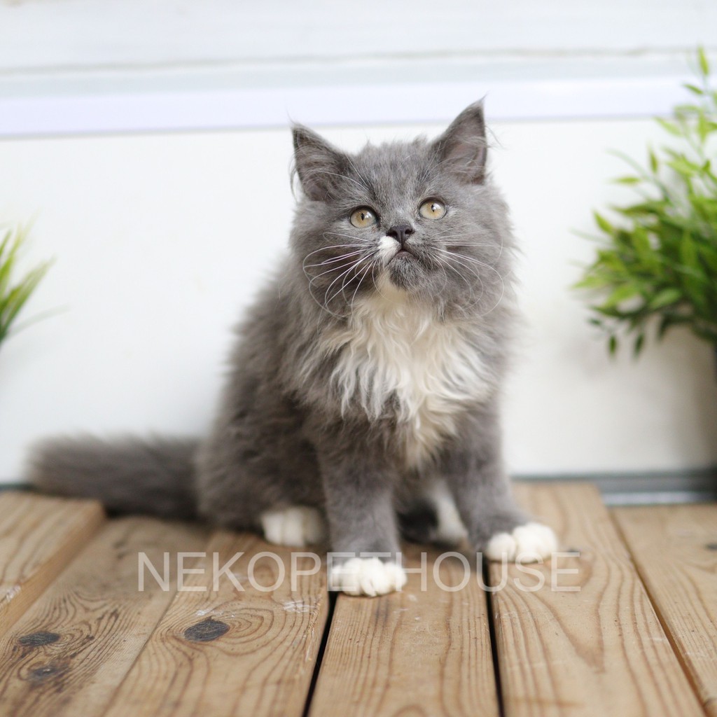 KUCING KITTEN PERSIA FLATNOSE LONGHAIR LUCU GEMES
