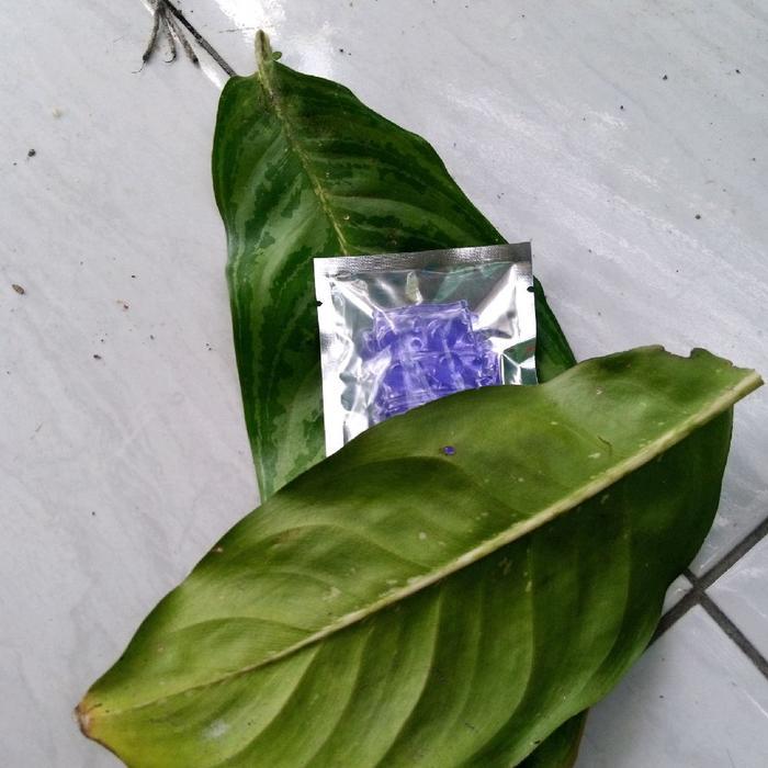 Karet dedaunan daun taman alami di sekitar kita