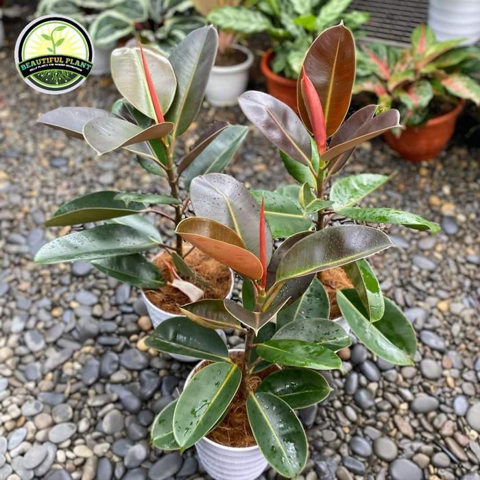 Tanaman Hias karet kebo - Karet Kebo Tanaman indoor