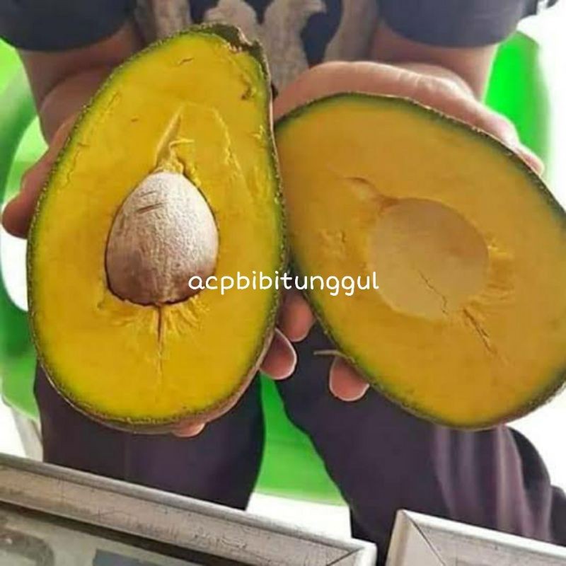Bibit Buah Alpukat Yamagata Unggulan 25-35cm
