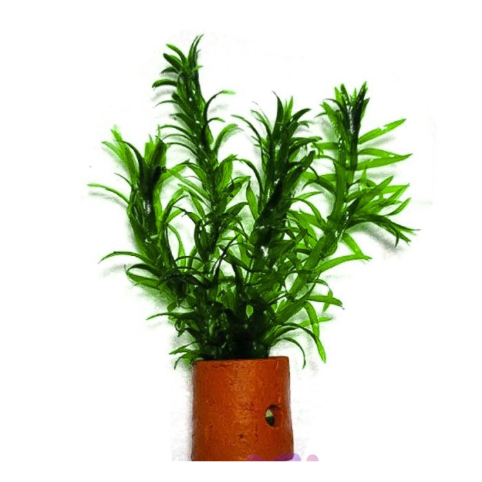 Hydrilla Verticillata Pot / Ganggang / Tanaman Air / Tanaman Aquascape