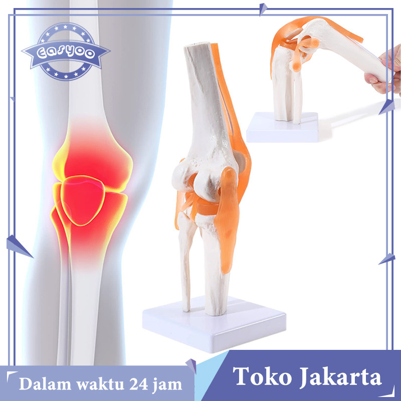 Knee Joint Model Dapat Digerakkan Model Anatomi Sendi Lutut Replika Sendi Lutut Manusia